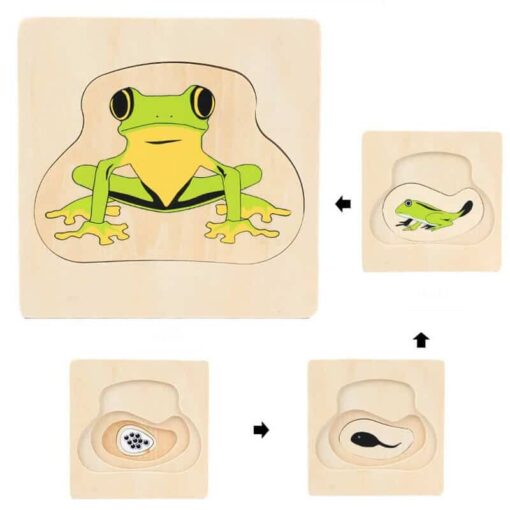 Puzzle-Évolutif-3D-Montessori-Plantes-Animaux-grenouille