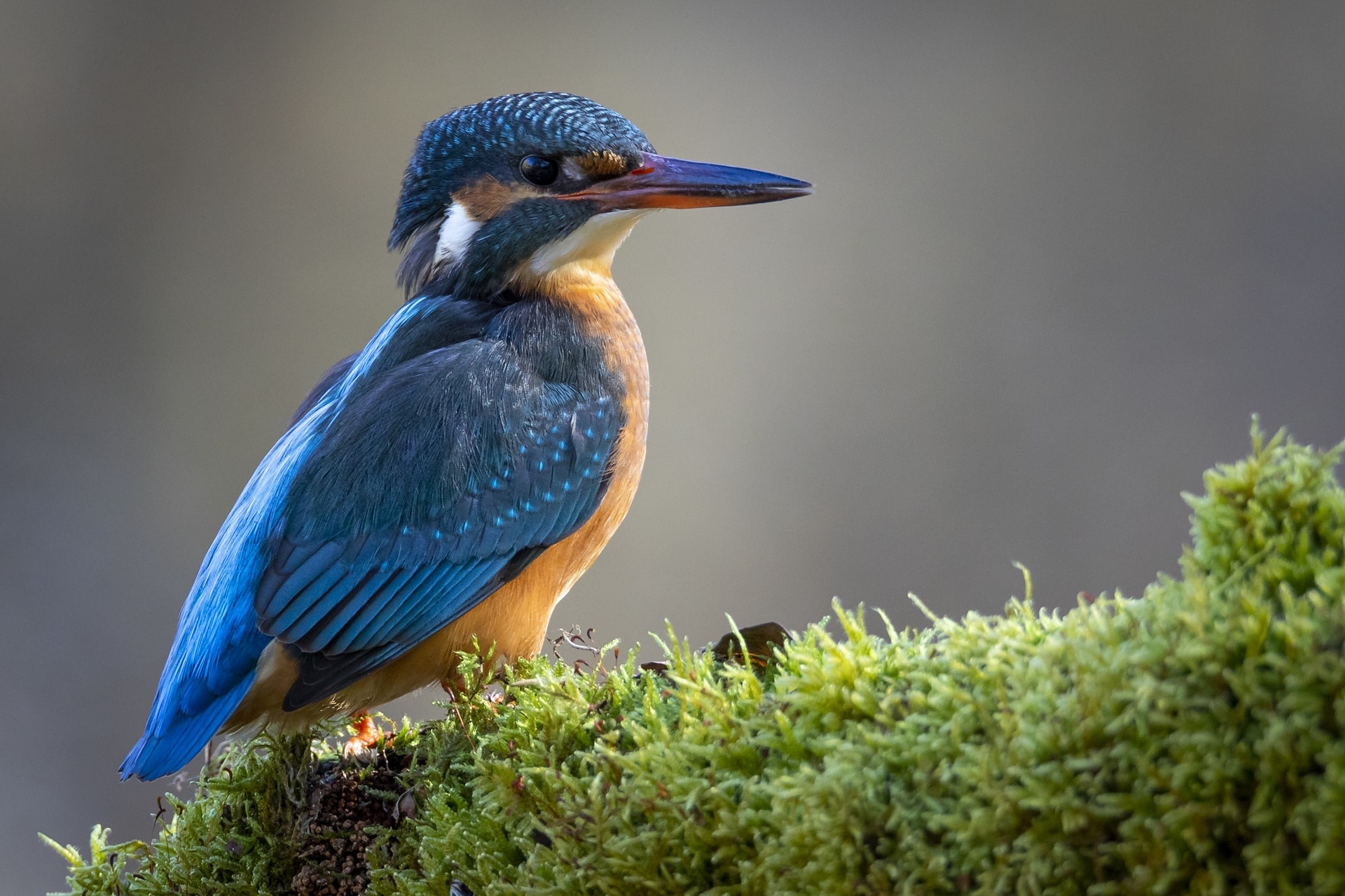 histoire-pour-enfant-oiseau-au-grand-coeur-nosuperheros