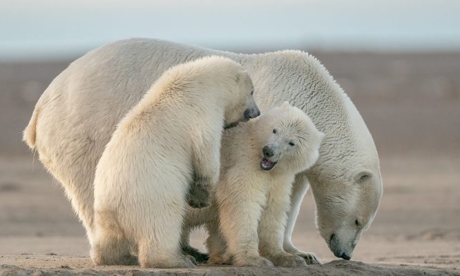 histoire sur les traces maman ours nosuperheros